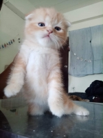 Cute Cat8