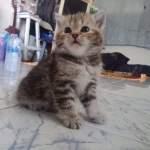 Cute Cat7
