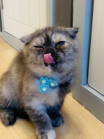 Cute Cat6