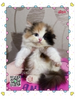 Cute Cat4