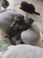 Cute Cat4