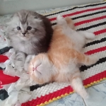 Cute Cat5
