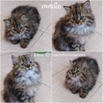 Cute Cat3