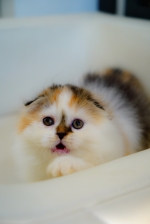 Cute Cat2