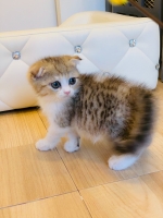 Cute Cat1