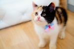 Cute Cat10