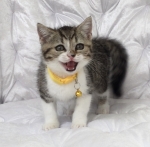 Cute Cat9