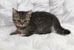 Cute Cat8