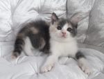 Cute Cat7
