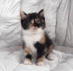 Cute Cat6