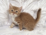 Cute Cat5