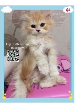 Cute Cat10