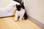 Cute Cat2