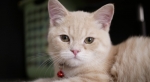 Cute Cat10