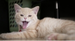 Cute Cat1