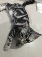 Cute Cat9
