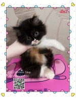 Cute Cat3