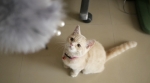 Cute Cat8