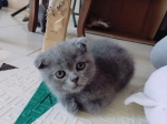Cute Cat7