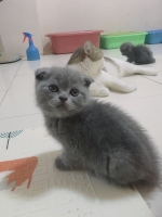 Cute Cat6