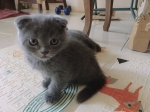 Cute Cat5