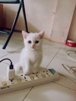Cute Cat4