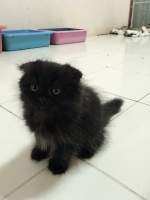Cute Cat3
