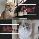 Cute Cat2