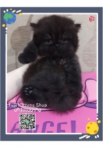 Cute Cat2