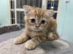 Cute Cat9