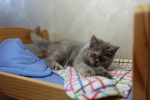 Cute Cat7