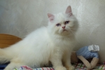 Cute Cat6