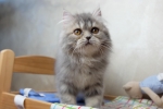 Cute Cat5