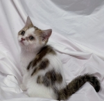 Cute Cat4