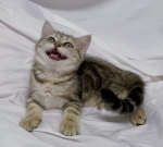 Cute Cat1