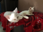 Cute Cat3