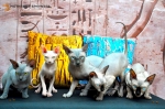 Cute Cat1