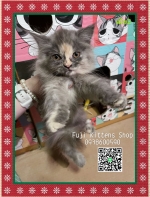 Cute Cat6