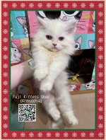 Cute Cat2