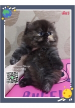 Cute Cat9