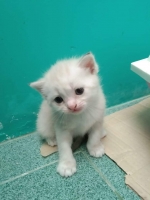 Cute Cat9