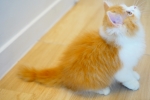 Cute Cat8