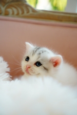 Cute Cat7