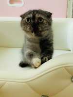 Cute Cat6
