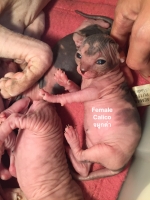 Cute Cat5