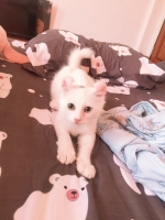 Cute Cat4
