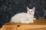 Cute Cat10