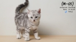 Cute Cat6