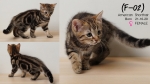 Cute Cat5