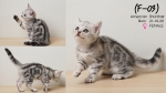Cute Cat4